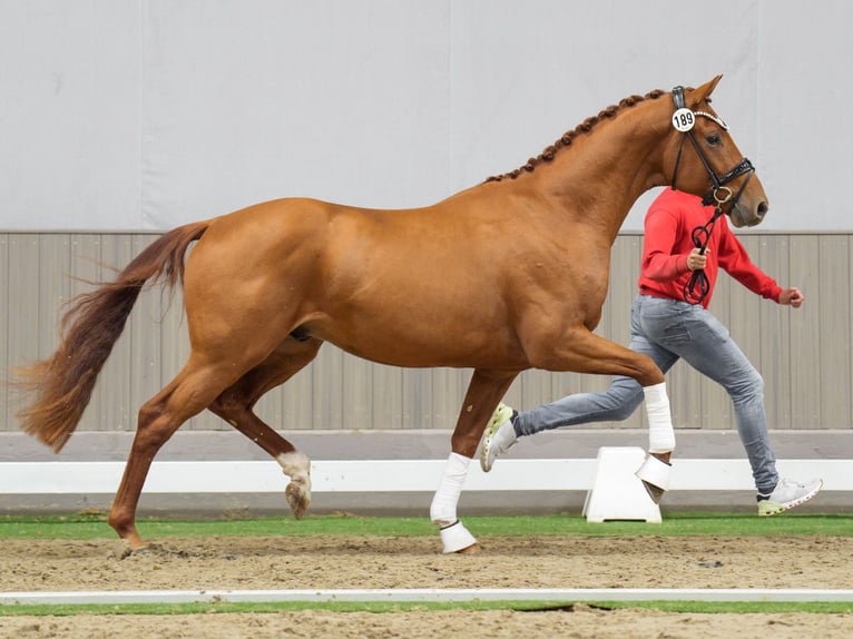 Westfaliano Semental 2 años Alazán in Münster-Handorf