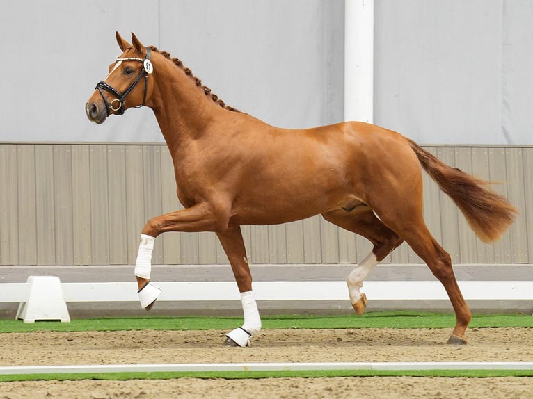 Westfaliano Semental 2 años Alazán in Münster-Handorf