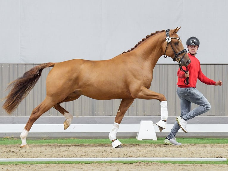 Westfaliano Semental 2 años Alazán in Münster-Handorf