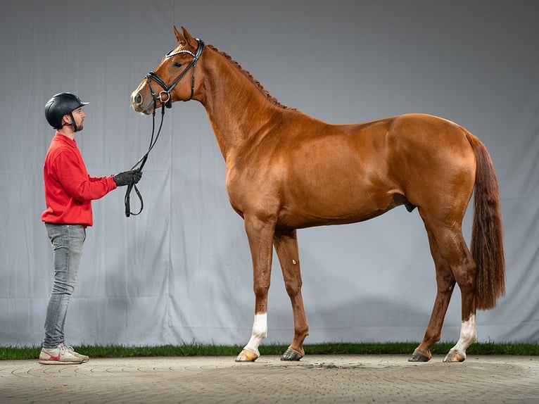 Westfaliano Semental 2 años Alazán in Münster-Handorf