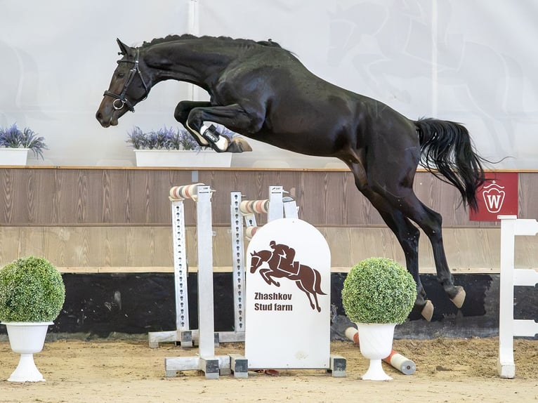 Westfaliano Semental 2 años Castaño in Mnster-Handorf