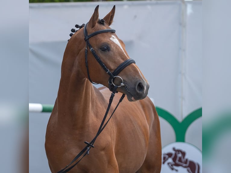 Westfaliano Semental 2 años Castaño in Mnster-Handorf