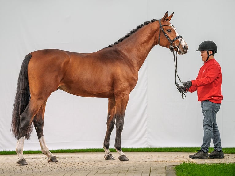 Westfaliano Semental 2 años Castaño in Münster-Handorf