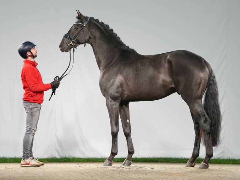 Westfaliano Semental 2 años Negro in Münster-Handorf