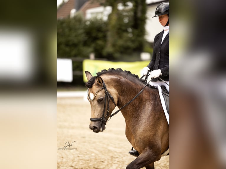 Westfaliano Semental 3 años 148 cm Buckskin/Bayo in Ratingen