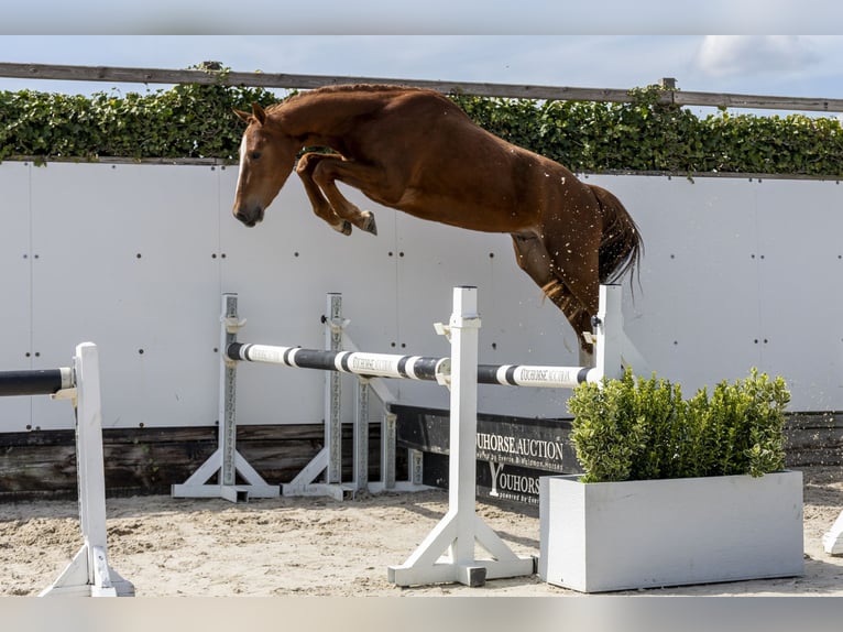 Westfaliano Semental 3 años 154 cm Alazán in Waddinxveen