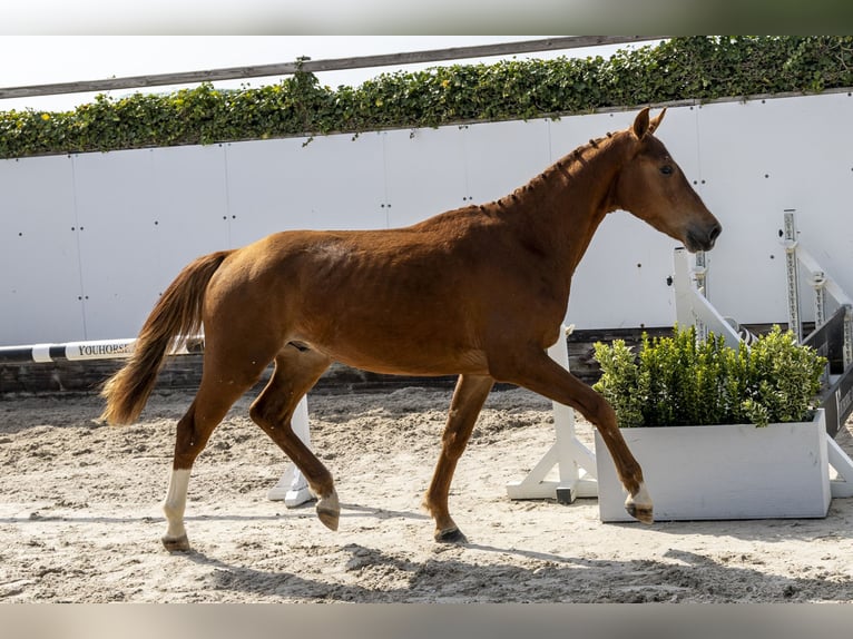 Westfaliano Semental 3 años 154 cm Alazán in Waddinxveen