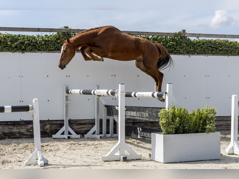 Westfaliano Semental 3 años 154 cm Alazán in Waddinxveen