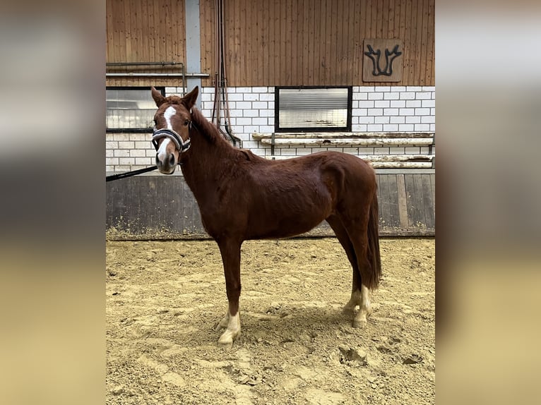 Westfaliano Semental 3 años 155 cm Alazán in Siegen