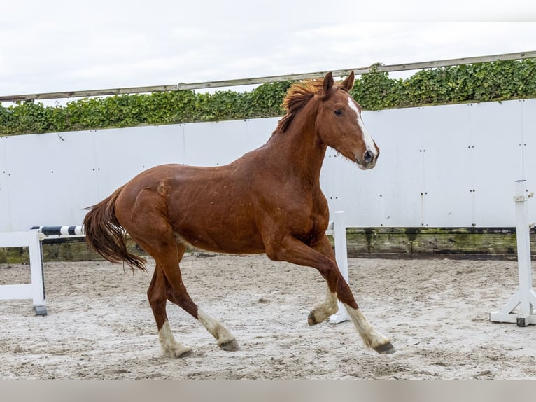 Westfaliano Semental 3 años 162 cm Alazán in Waddinxveen