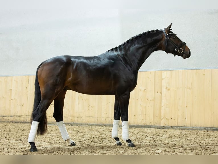 Westfaliano Semental 3 años 162 cm Castaño oscuro in Lienden