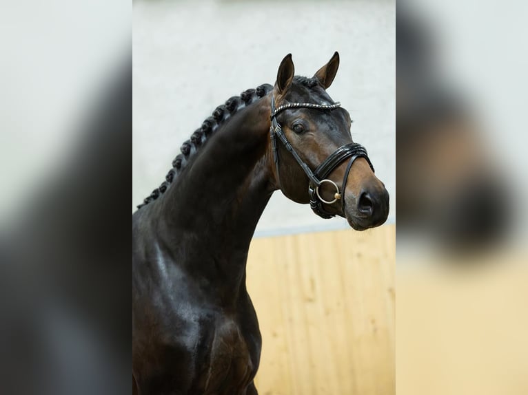 Westfaliano Semental 3 años 162 cm Castaño oscuro in Lienden