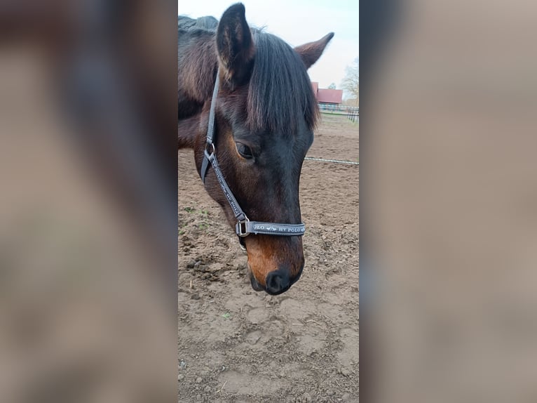 Westfaliano Semental 3 años 162 cm Castaño oscuro in Steinhagen