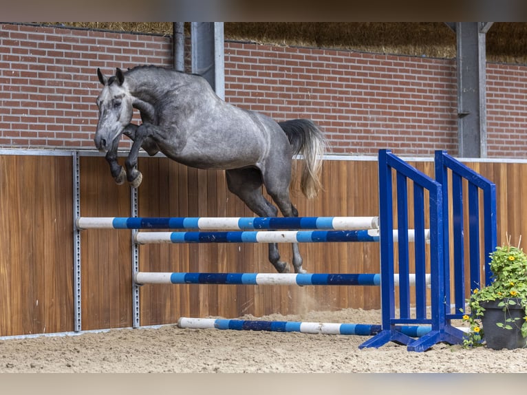 Westfaliano Semental 3 años 162 cm Tordo in GROTE-BROGEL