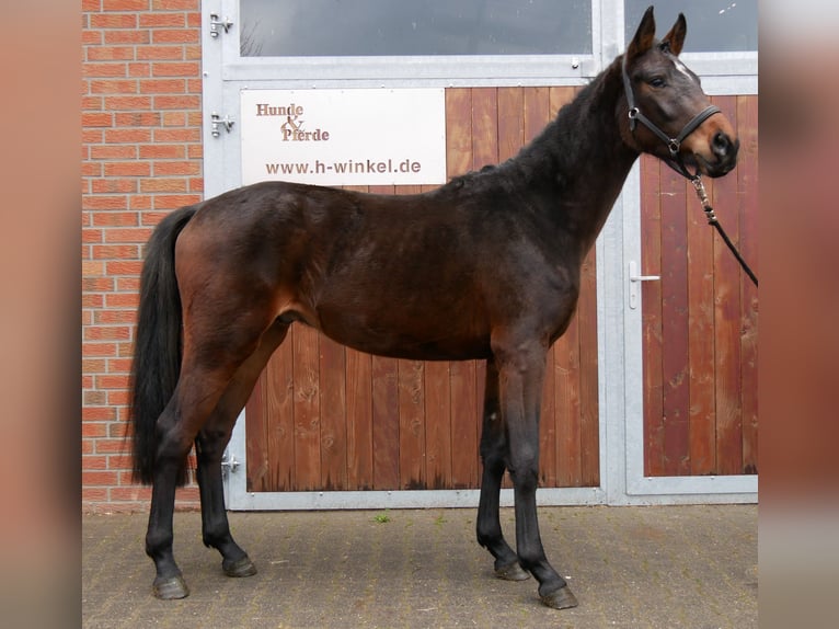 Westfaliano Semental 3 años 163 cm Castaño in Dorsten