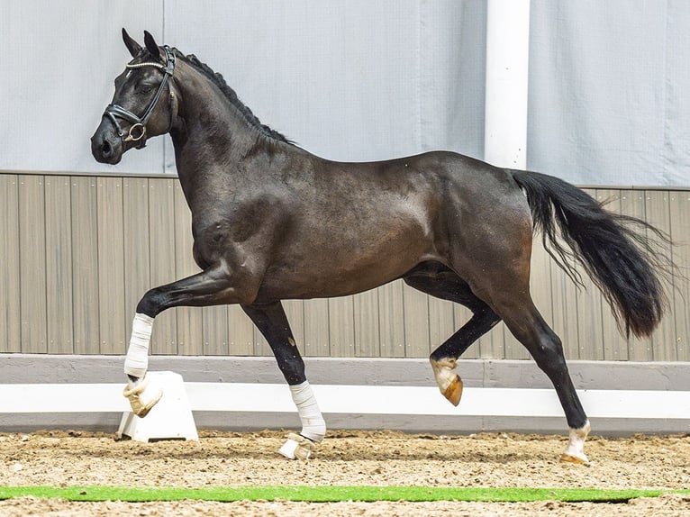 Westfaliano Semental 3 años 163 cm Negro in M&#xFC;nster-Handorf