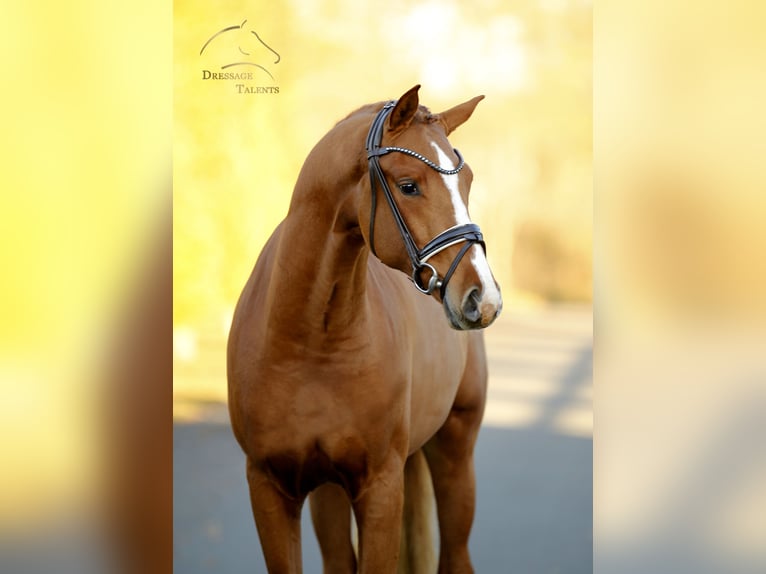 Westfaliano Semental 3 años 165 cm Alazán in Steinfurt