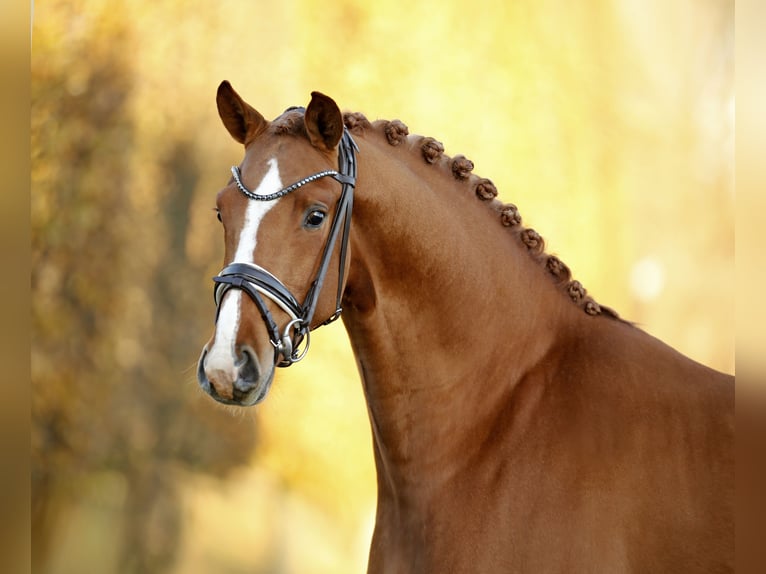 Westfaliano Semental 3 años 165 cm Alazán in Steinfurt