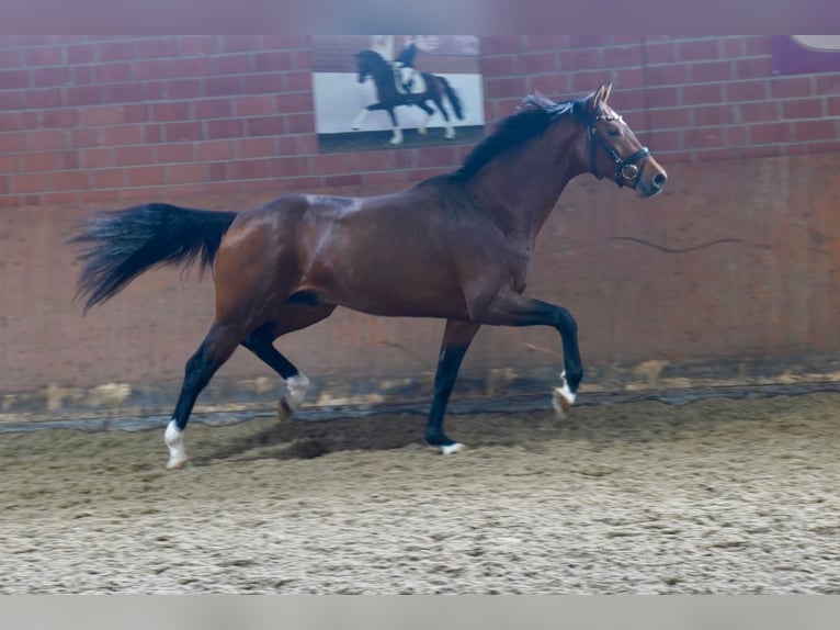 Westfaliano Semental 3 años 165 cm in Paderborn