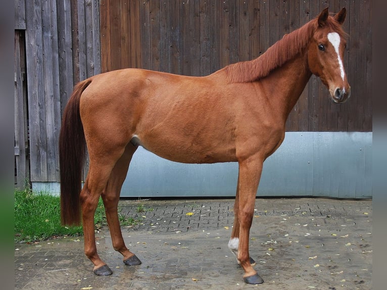 Westfaliano Semental 3 años 166 cm Alazán in Wesel