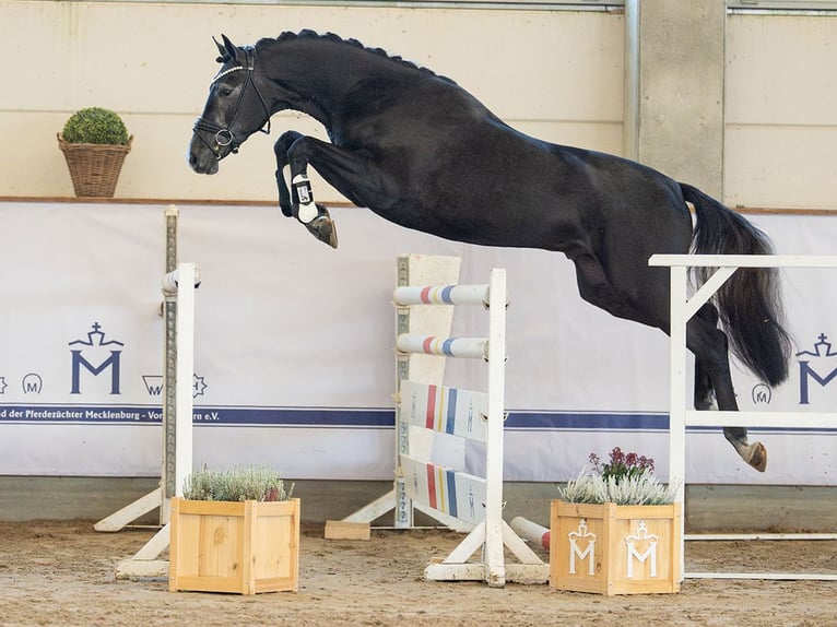 Westfaliano Semental 3 años 166 cm Musgo in Redefin