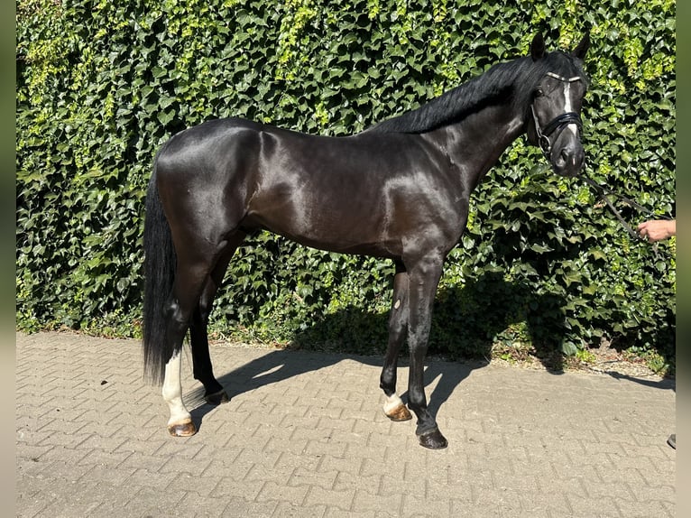 Westfaliano Semental 3 años 167 cm Negro in Rees