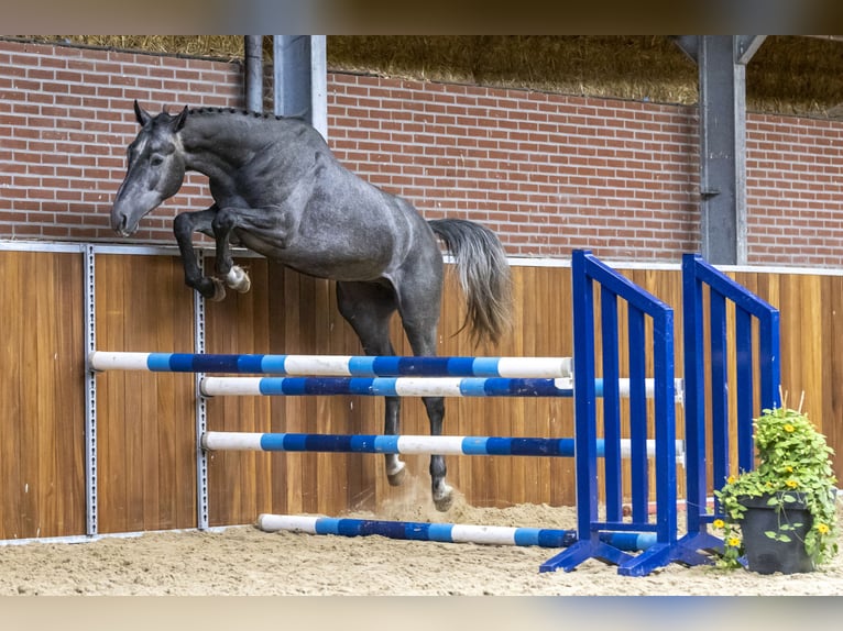 Westfaliano Semental 3 años 168 cm Tordo in GROTE-BROGEL