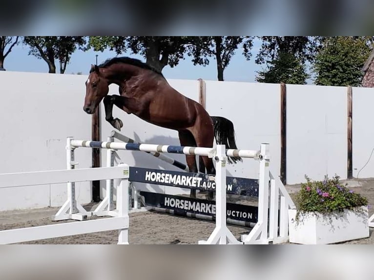 Westfaliano Semental 3 años 169 cm Castaño rojizo in Waddinxveen