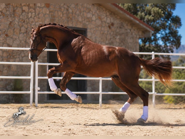 Westfaliano Semental 3 años 170 cm Alazán-tostado in Madrid