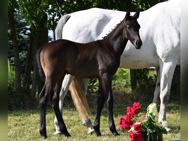 Westfaliano Semental 3 años 170 cm Tordillo negro in Reichenwalde