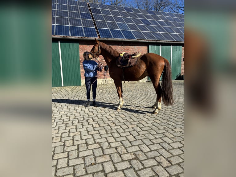 Westfaliano Semental 3 años 172 cm Alazán in Borken