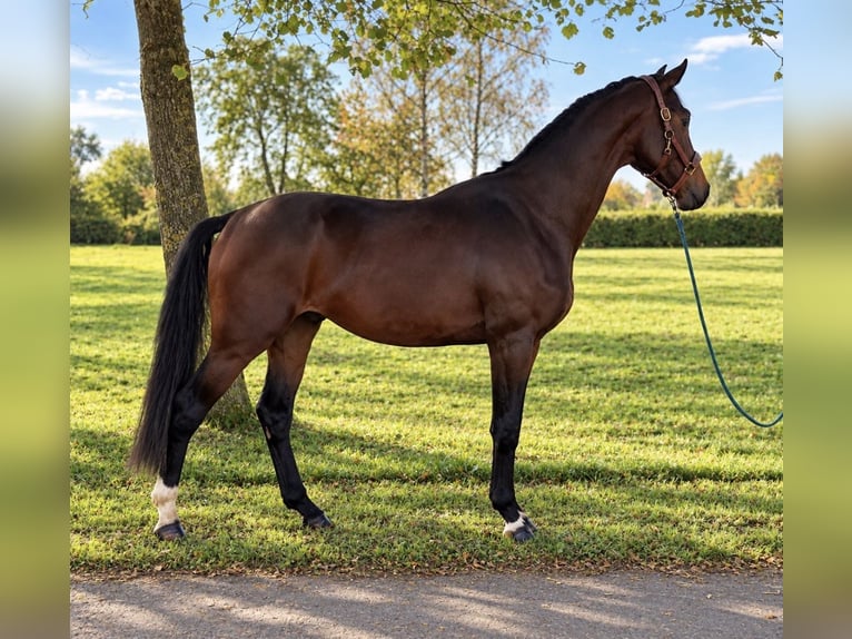 Westfaliano Semental 3 años 172 cm Castaño in Münster