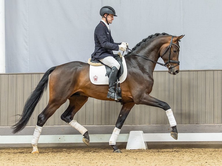 Westfaliano Semental 3 años 173 cm Castaño oscuro in Münster-Handorf