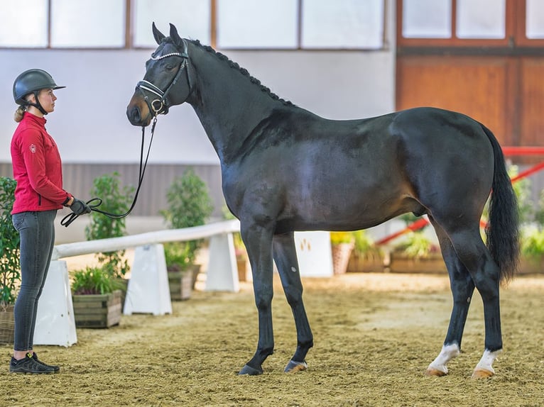 Westfaliano Semental 3 años Castaño in Münster-Handorf