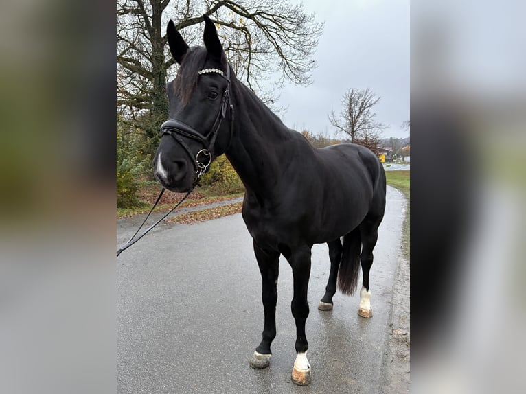 Westfaliano Semental 4 años 178 cm Morcillo in Altenberge