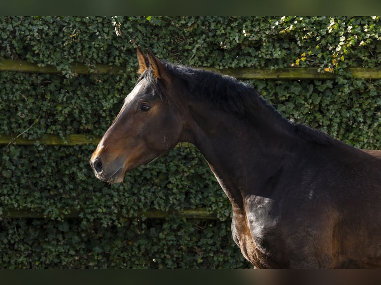 Westfaliano Semental 5 años 164 cm  in Waddinxveen