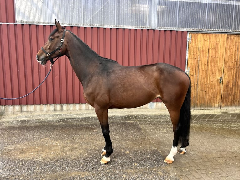 Westfaliano Semental 5 años 166 cm Castaño in Altenberge