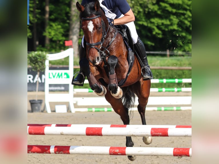 Westfaliano Semental 5 años 166 cm Castaño in Altenberge