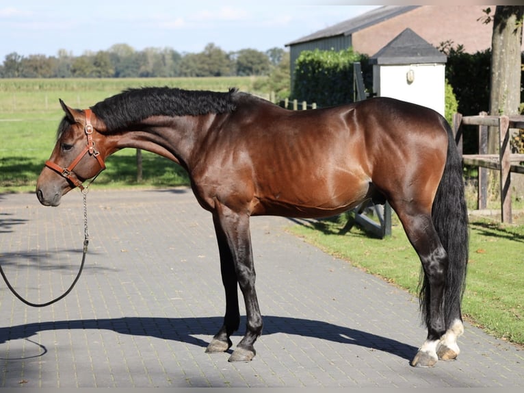 Westfaliano Semental 5 años 167 cm Bayo in Weert