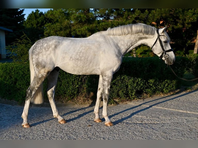 Westfaliano Semental 5 años 167 cm Tordo in Brno