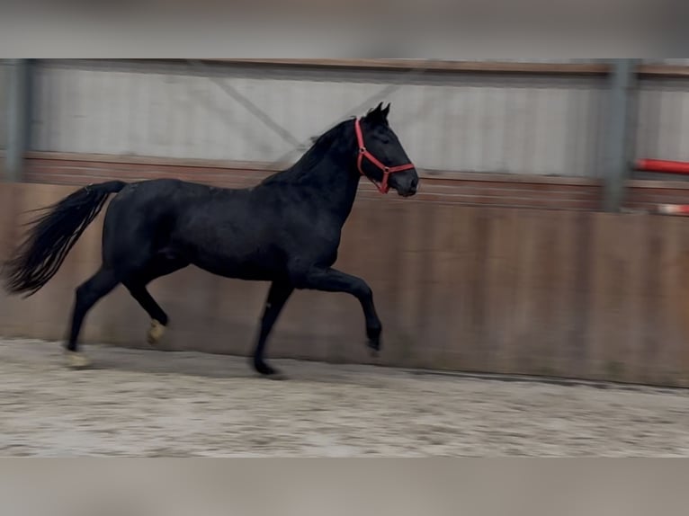 Westfaliano Semental 5 años 168 cm Negro in Zieuwent