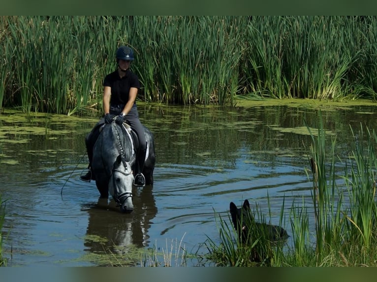 Westfaliano Semental 6 años 164 cm Tordo in Iserlohn