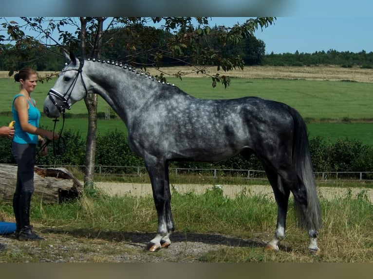 Westfaliano Semental 6 años 164 cm Tordo in Iserlohn