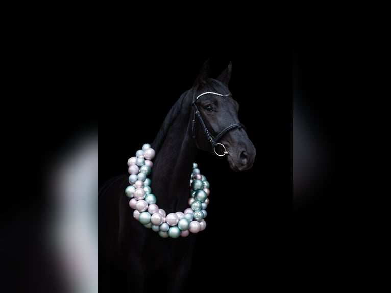 Westfaliano Semental 6 años 170 cm Negro in Gleichen