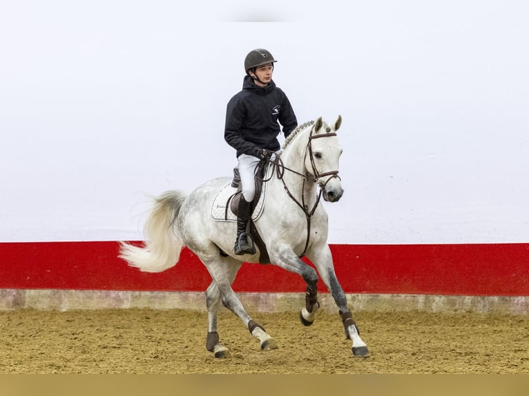 Westfaliano Semental 7 años 164 cm Tordo in Waddinxveen