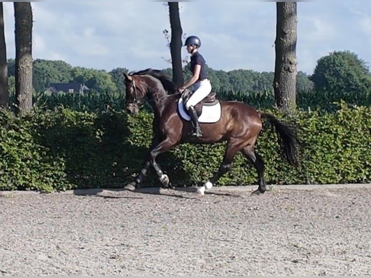 Westfaliano Semental 7 años 170 cm  in Waddinxveen