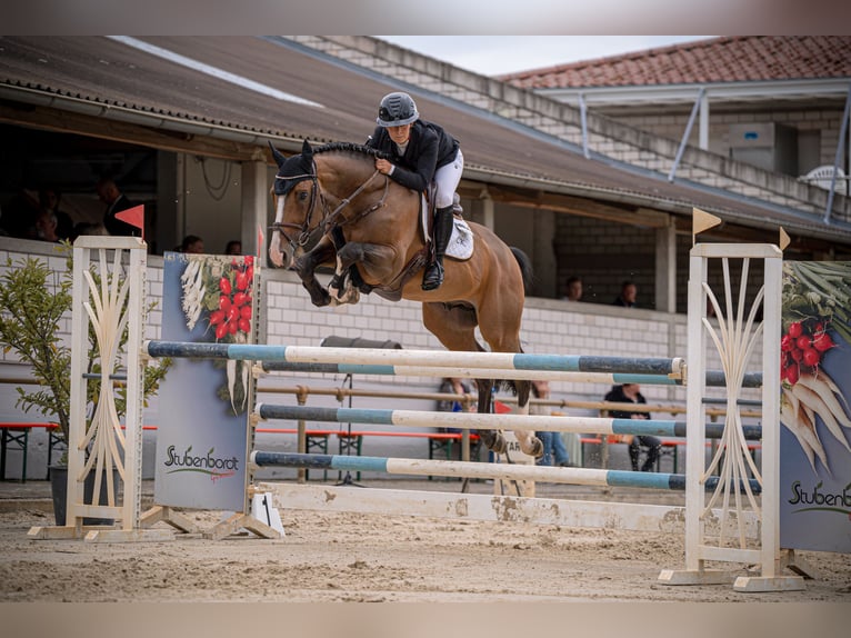 Westfaliano Semental 8 años 168 cm Castaño in Neuried