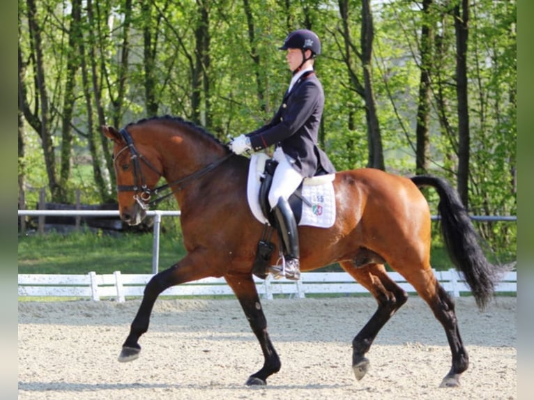Westfaliano Semental in Mansfeld