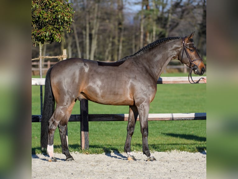 Westfaliano Semental Castaño oscuro in H&#xF6;rstel