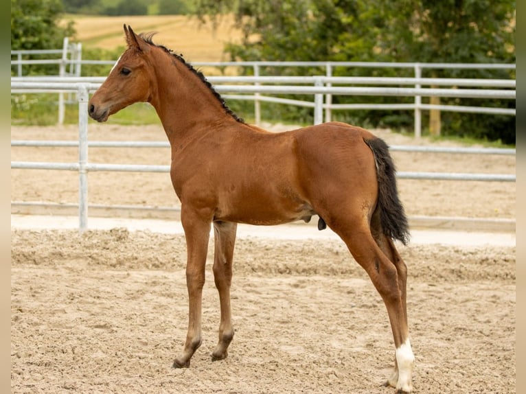 Westfaliano Semental Potro (04/2024) 166 cm Castaño in Halsenbach